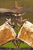 Symbol des Lebens von Gustav Nonnenmacher