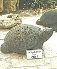 Schildkröten/Java